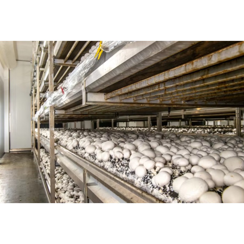 Fattoria Idroponica in Contain - Urban Farming Hydroponic System recensione e prezzo